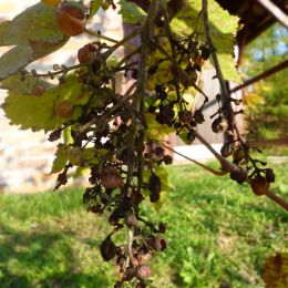 driedgrapes