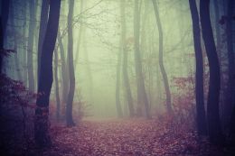 Transylvanian Forest Picture