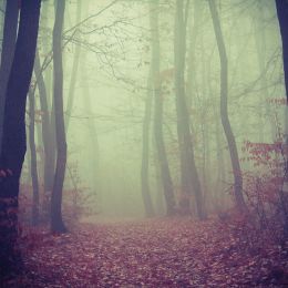 TransylvanianForest