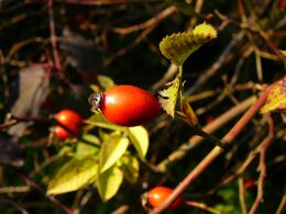 Rosehip