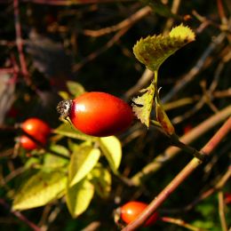 Rosehip