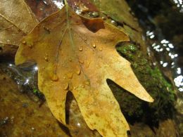 Leaf in a small creek