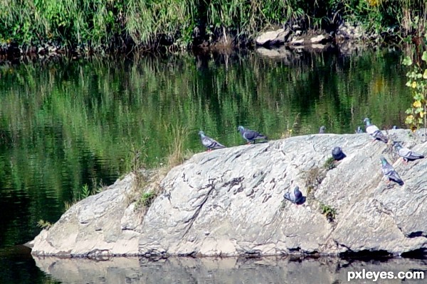 Birds on a Water rock