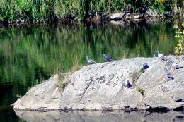 Birds on a Water rock Picture