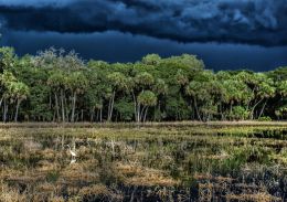 Summer Storm