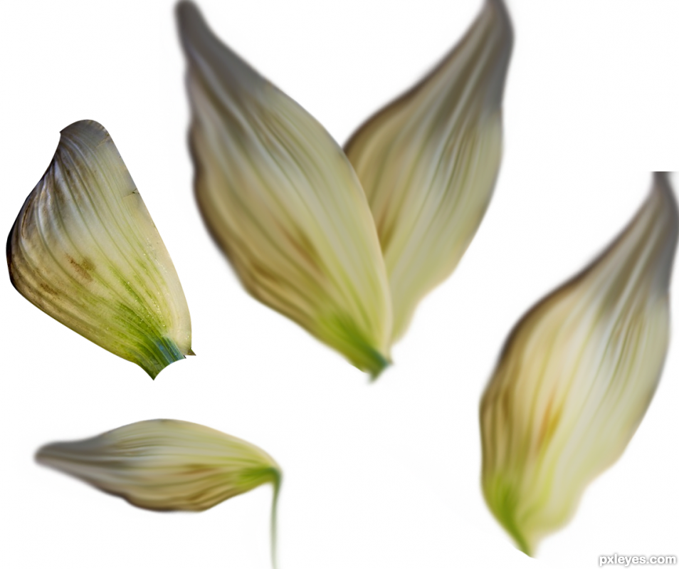 Creation of Be hold the fennel: Step 7