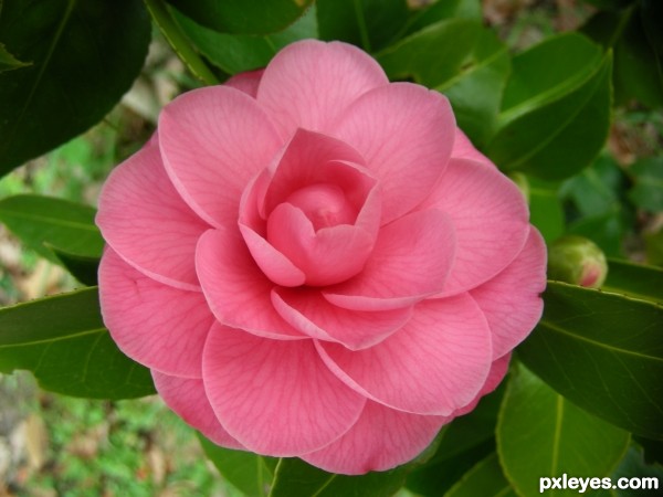 Camellia