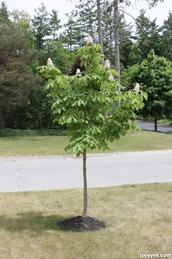 Chesnut Tree