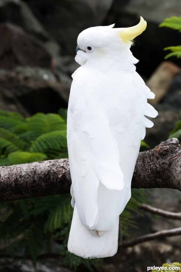 Cockatoo