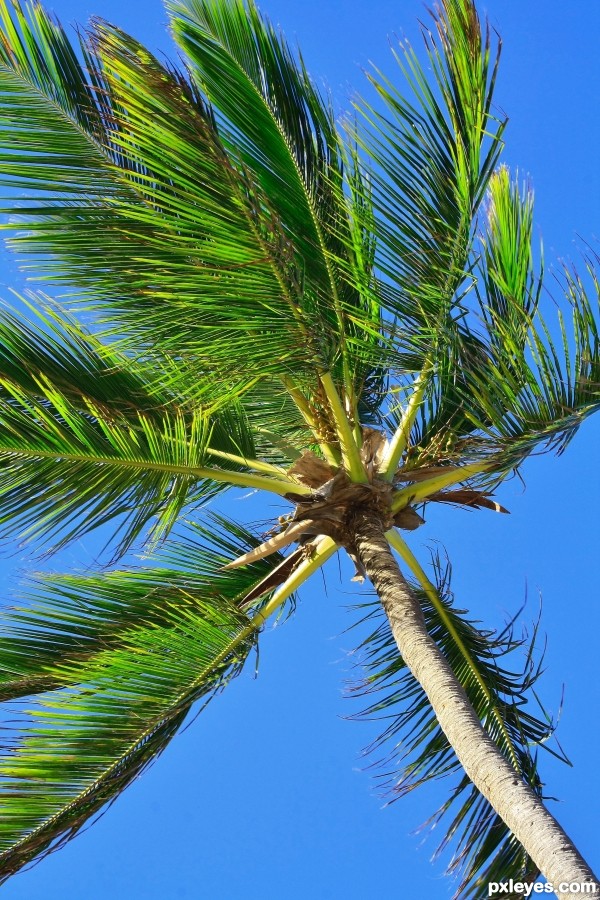 Coconut Tree