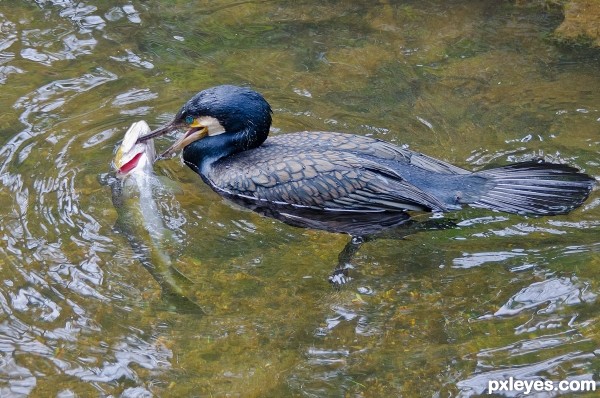 Cormorant fishing