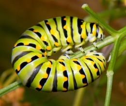 C is for Caterpillar 