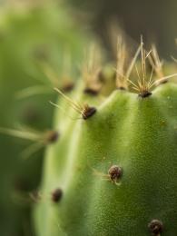 Cactus