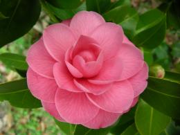 Camellia