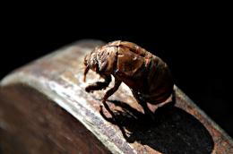 Cicada