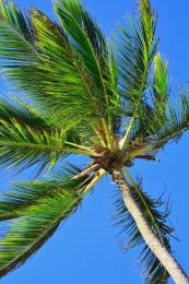 Coconut Tree