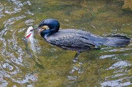 Cormorant fishing