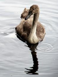 Cygnet