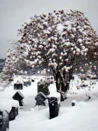 WinterCemetary