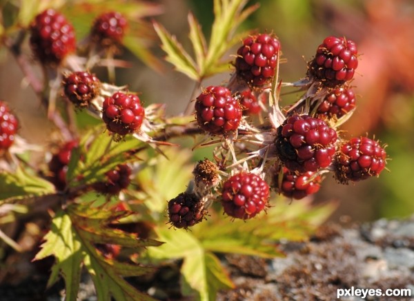 Rasberries