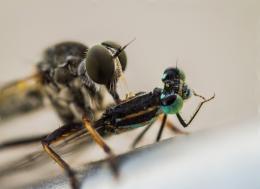 Robber Fly