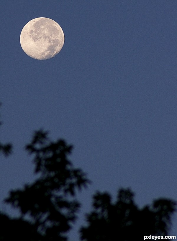 Morning Moon