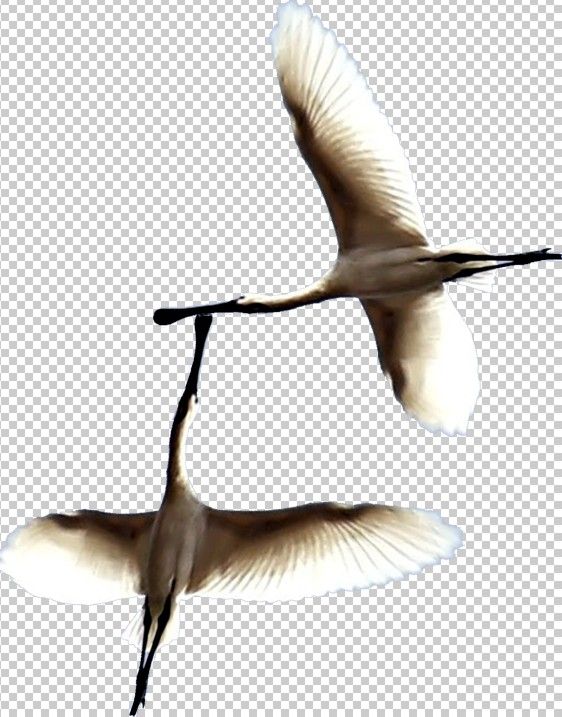 Creation of Spoonbill Make Doo Doo on My Head!!!: Step 10