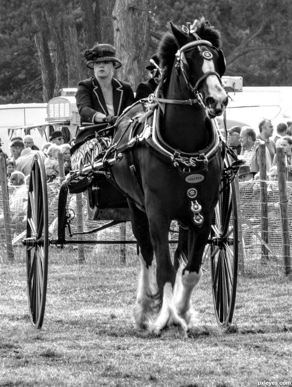 Horse and Carriage