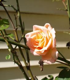 Sunlit rose