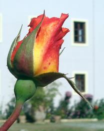 multicolor rose