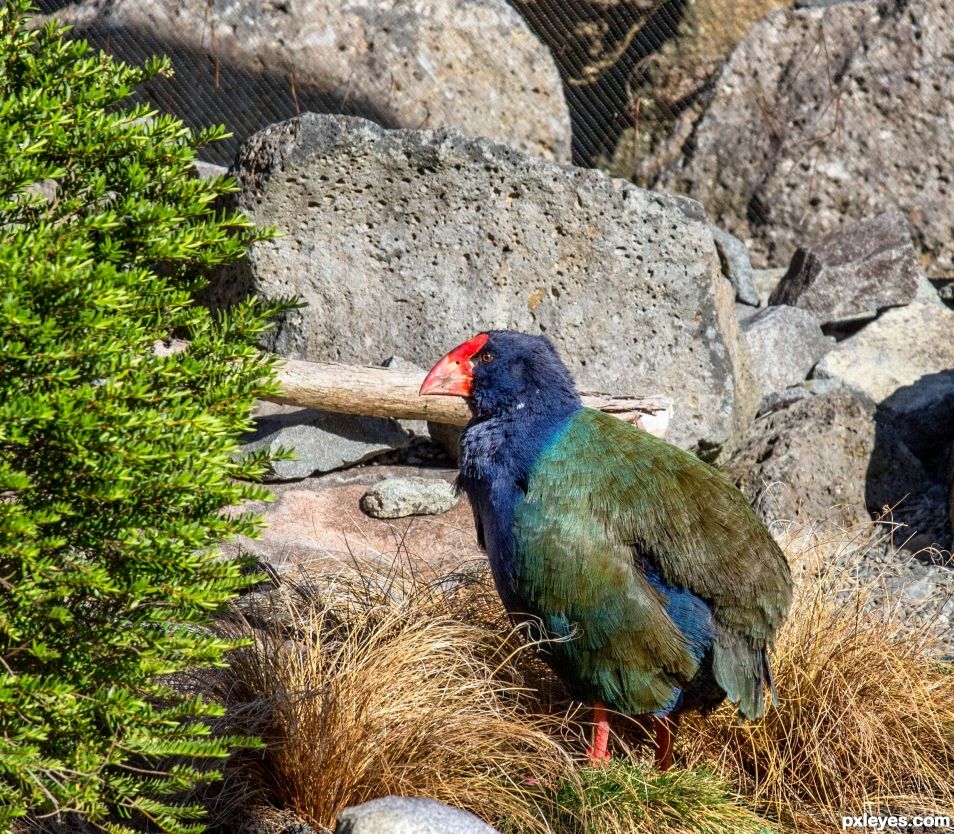 Takahe