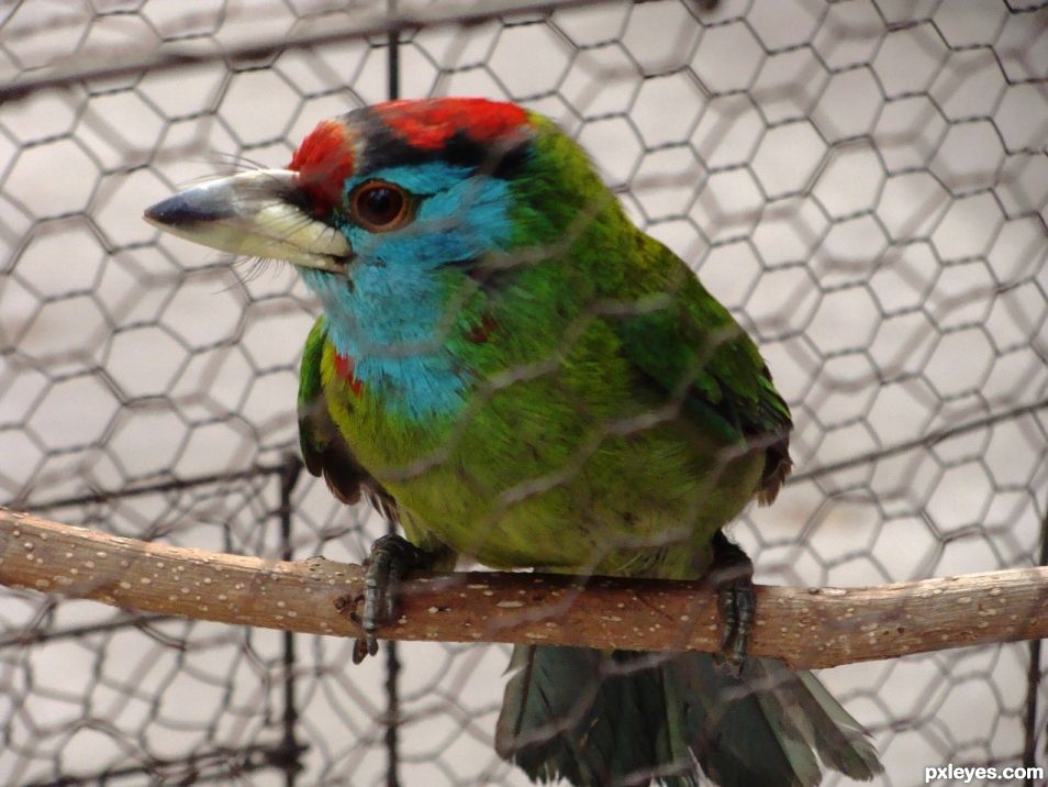 Colour burst in the cage