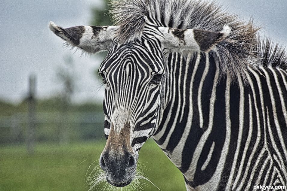 zebra 