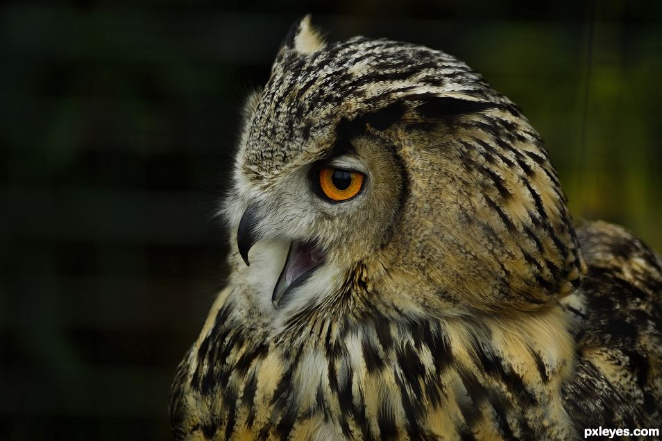 owl at the zoo