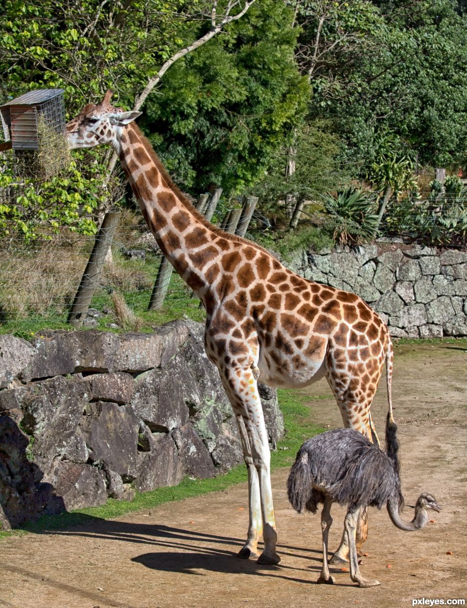 Giraffe and Ostrich 