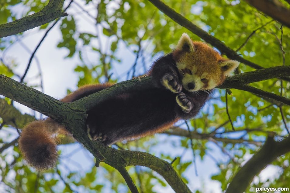 Red panda sleeping on a branch