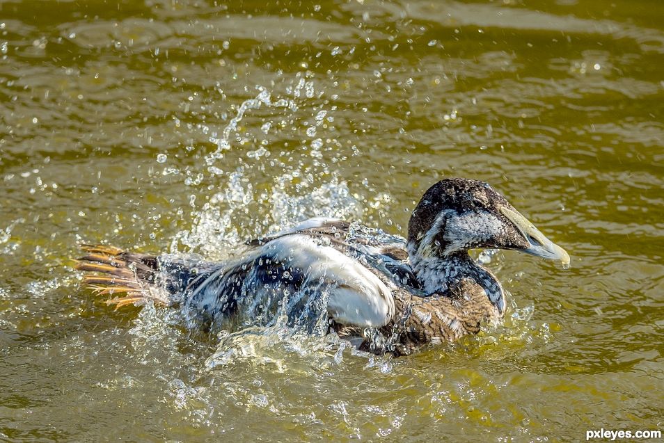 Exotic Duck from the zoo washing itself in the water