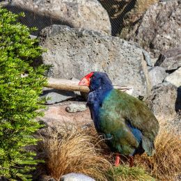 Takahe