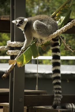 Lemur