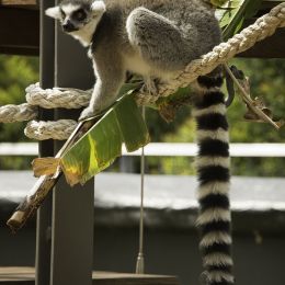 Lemur