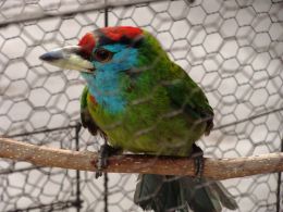 Colour burst in the cage