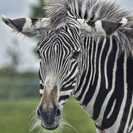 zebra