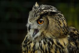 owl at the zoo