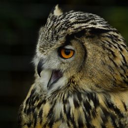 owl at the zoo Picture