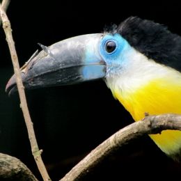 Tucan