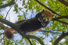 Red panda sleeping on a branch