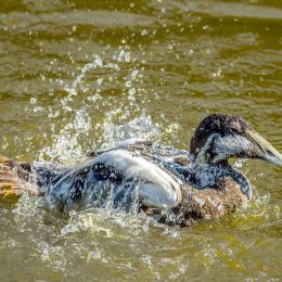 ExoticDuckfromthezoowashingitselfinthewater