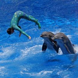 DolphinShow