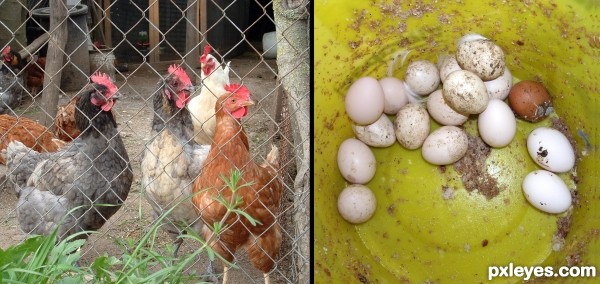 Chickens and eggs