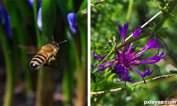 Honey Production